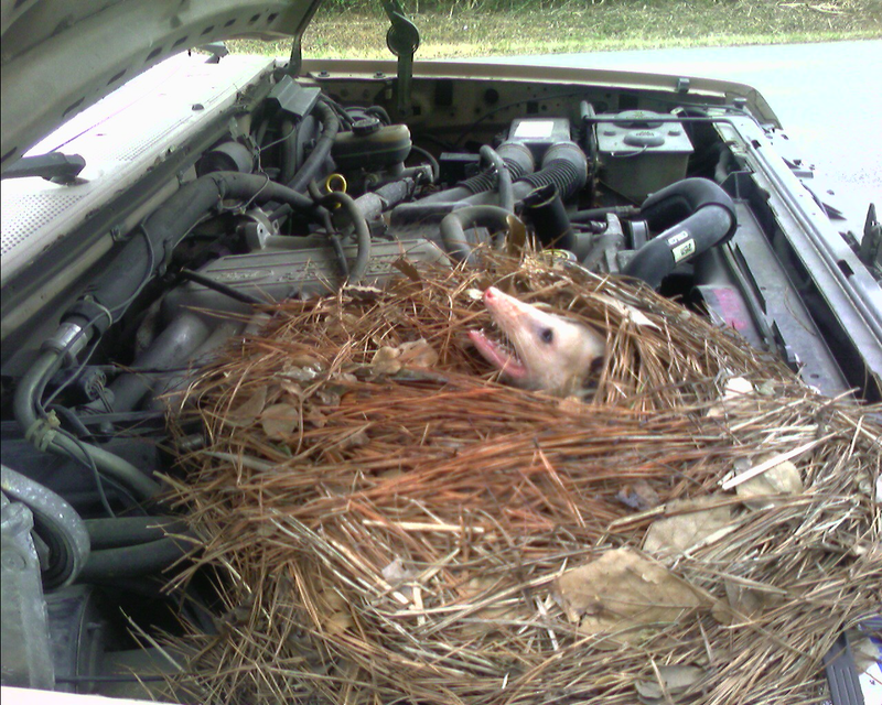 Illustration for article titled Adventures With Wildlife: Surprise Underhood Opossum Nest